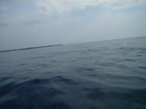 Dauphins dans la baie de Cannes