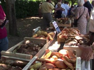 Avec la pluie, le cèpe, champignon d'automne, est déjà dans les assiettes