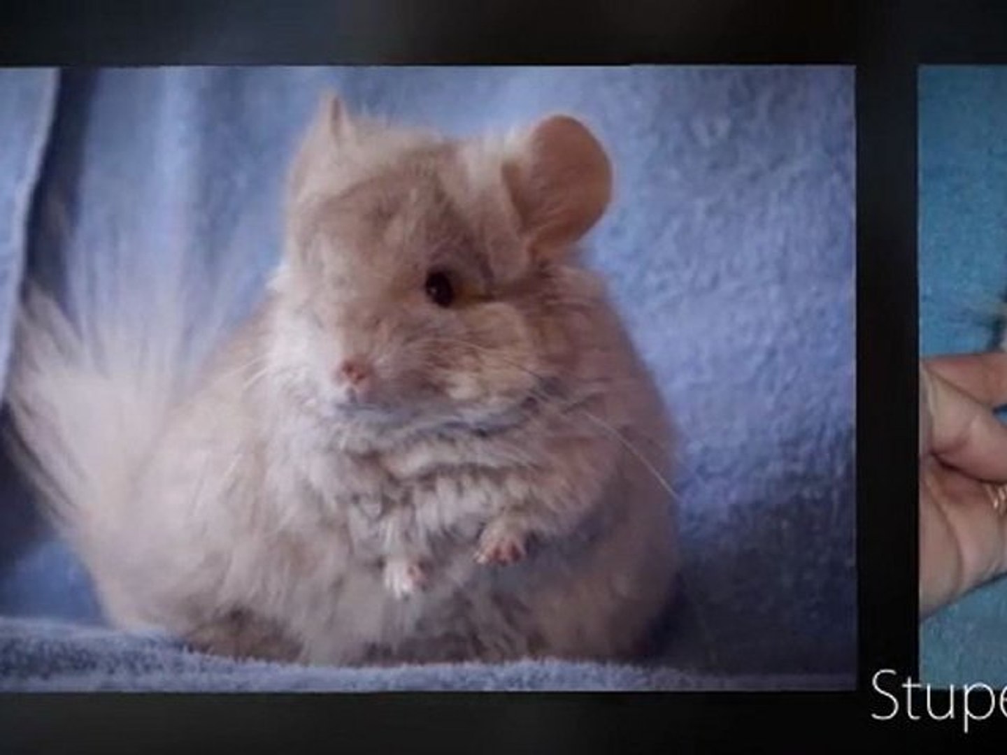 My Chinchilla Royal Persian Angora Video Dailymotion