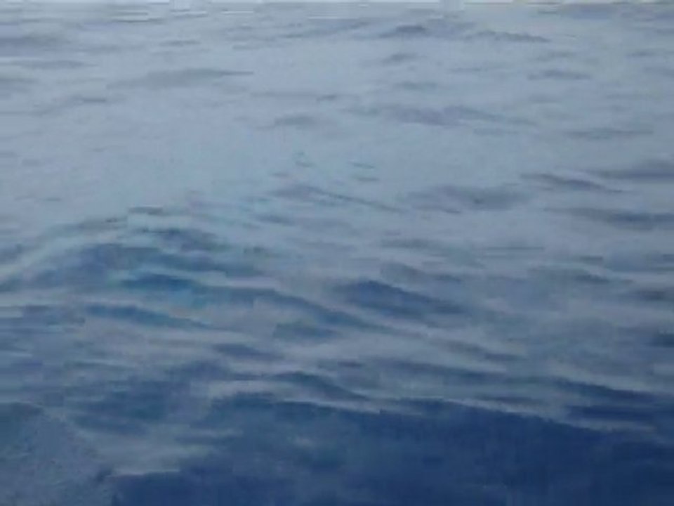 Dauphins dans la baie de Cannes