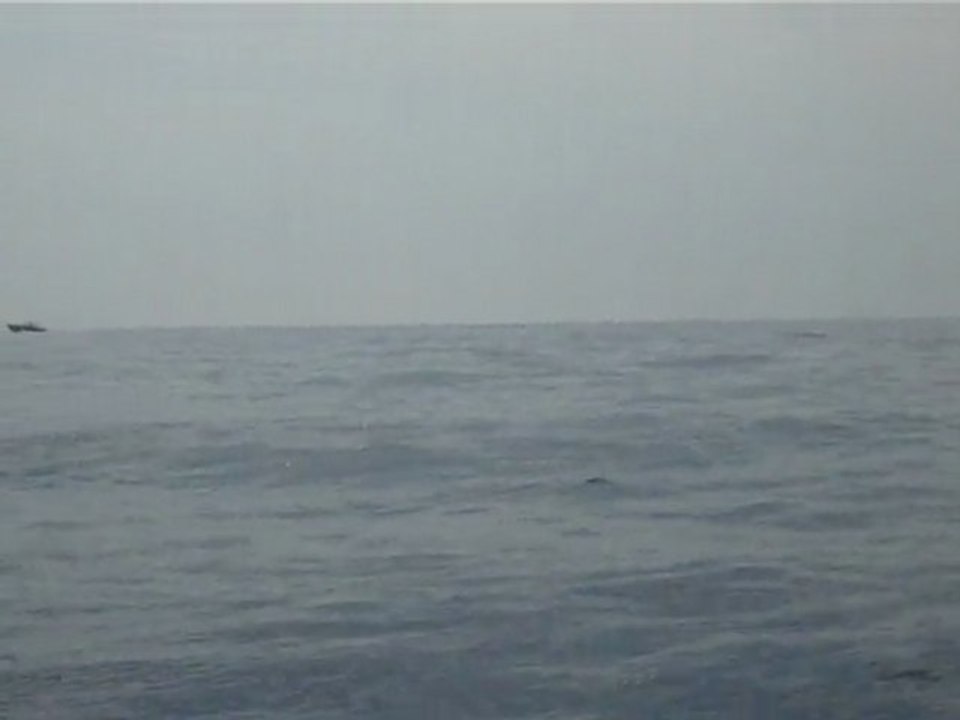 Dauphins dans la baie de Cannes