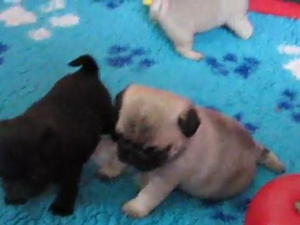 bb Alsa + charlie vidéo  août 2011 001