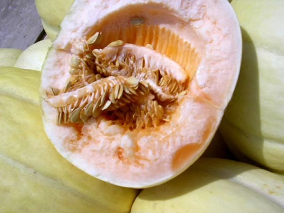 kavun-üretimisatışı-gebeçınarköyü-gönen-kesiftv-türkiyemtv