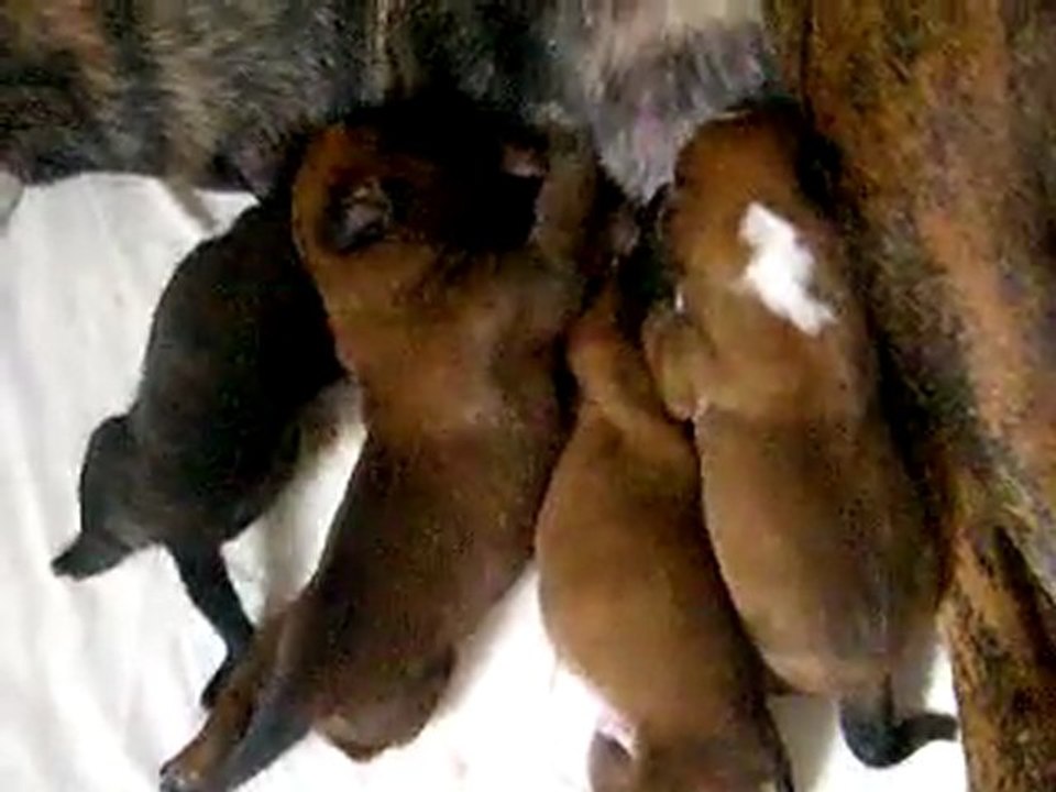 'Faut qu'j'm'hydrate !! (CHEYENNE de SAINT QUINIS X UCELLO du DOLON / Portée des "G" 2011)