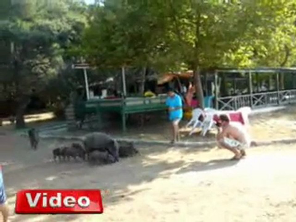 Aç Domuzlar Sahile İndi