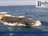 La balena trovata morta al largo di Porticello