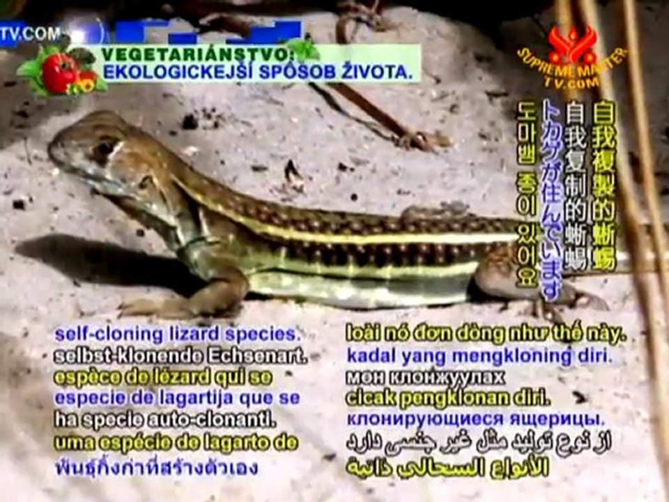 New Found Self-Cloning Lizard in Âu Lạc (Vietnam)