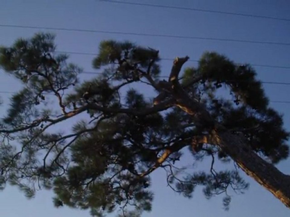 ''dumanlı dumanlı oy bizim eller''  Müsadenizle