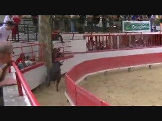 801 guillerme montfrin (course camarguaise)