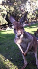 Kangourous - CAVERSHAM WILDLIFE PARK - Perth  - Australie