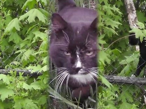 В мире котов