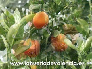 La “roja” de las naranjas de Valencia: La sanguinelli.