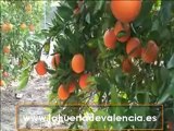 Comprar naranjas naturales de la variedad navel.