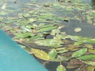 Rando pêche en canoë sur le gave