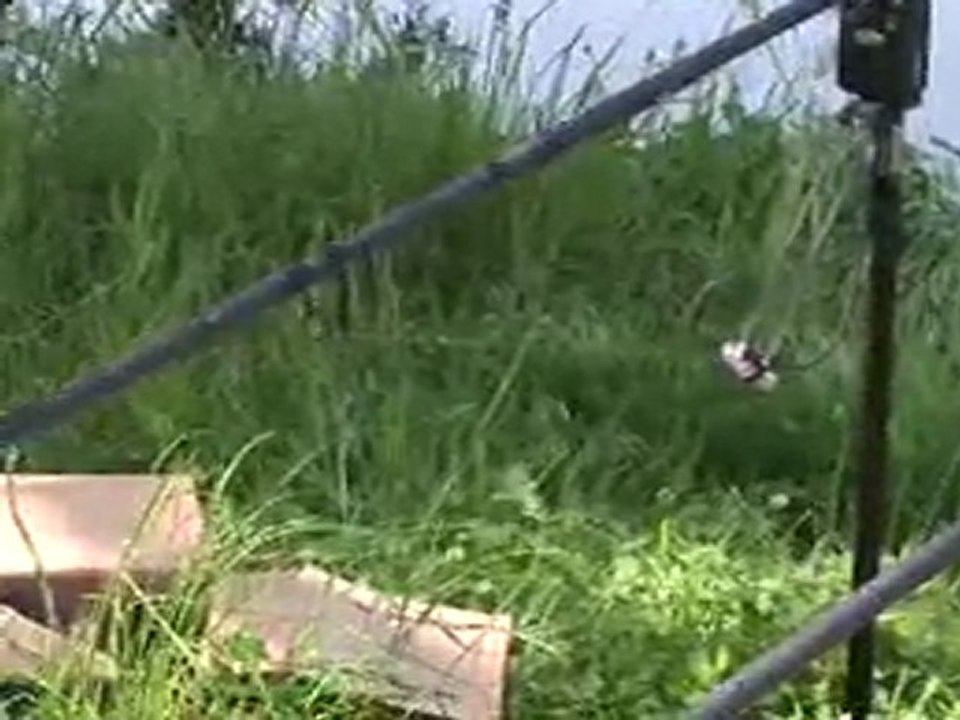 eco tv - Balta Babaita