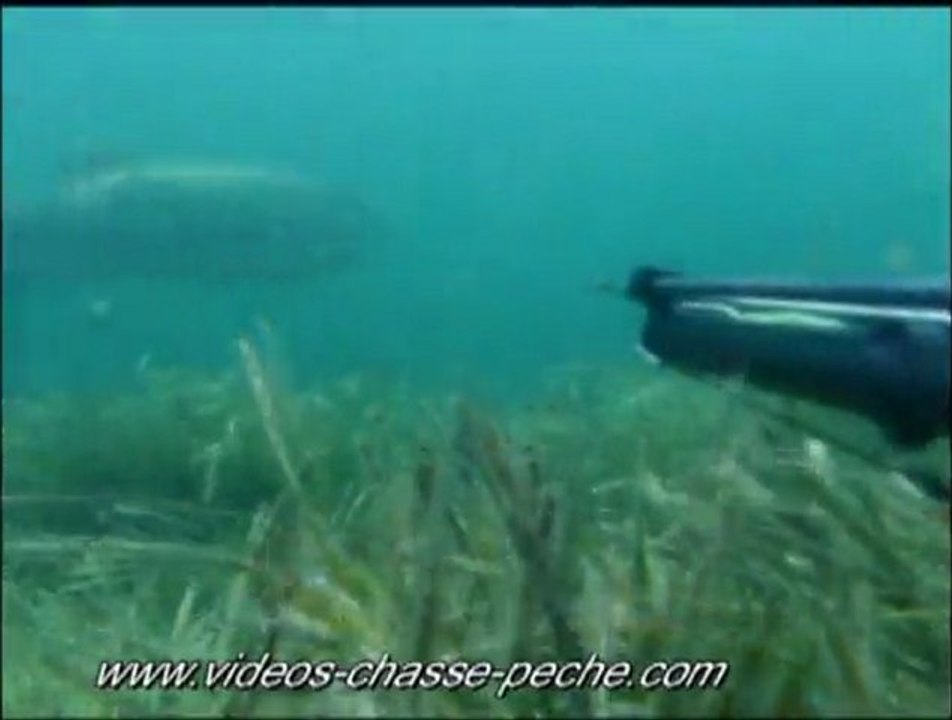 Sériole décrochée - Chasse sous-marine - APN Intova IC 500