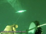 Barracuda - Chasse sous marine - Caméra GoPro HD