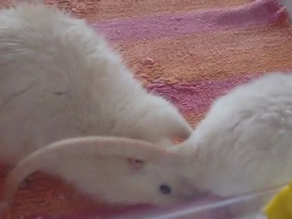 Présentations Lassa & Pétronille jour 2