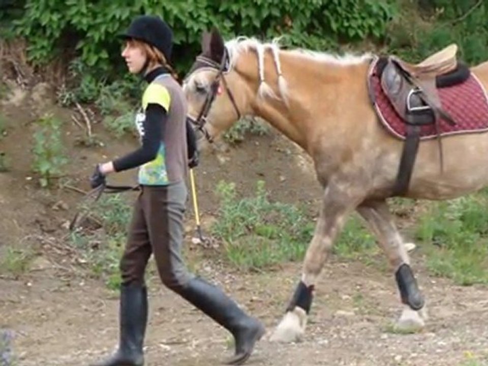 le cheval mes amours