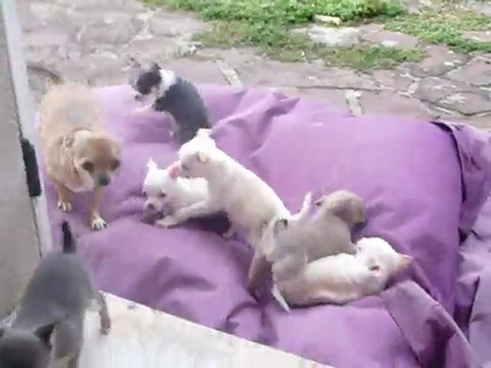 ELEVAGE DES PETITS AZTEQUES