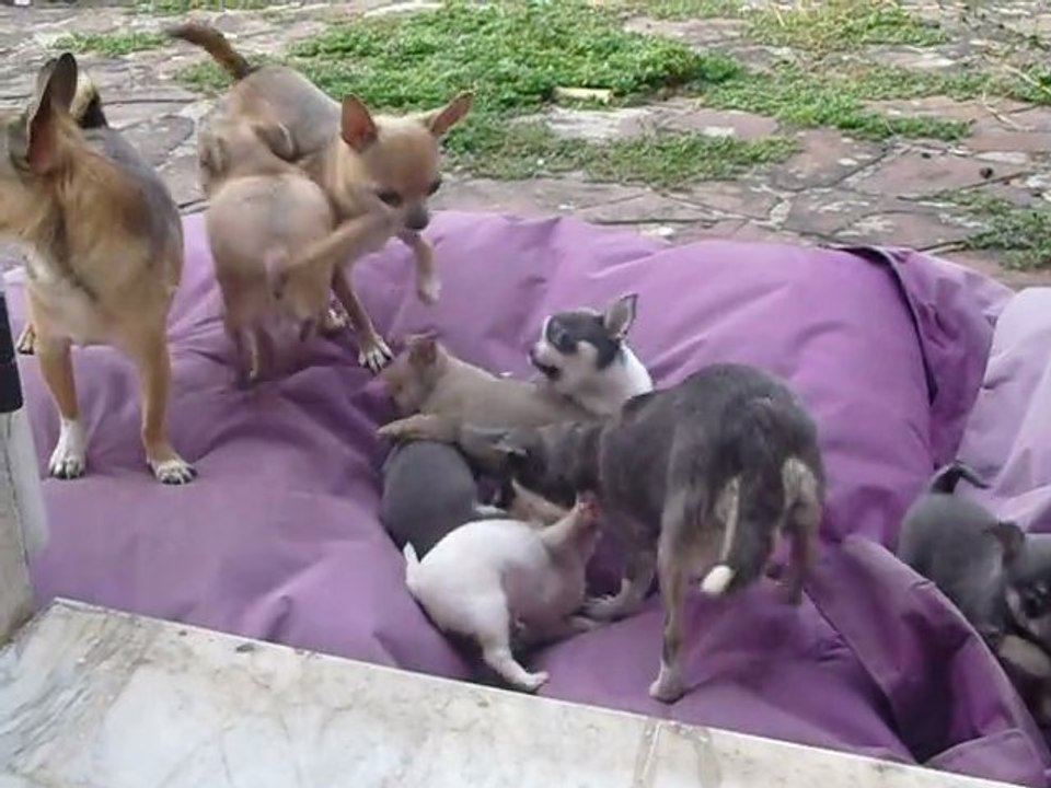 ELEVAGE DES PETITS AZTEQUES