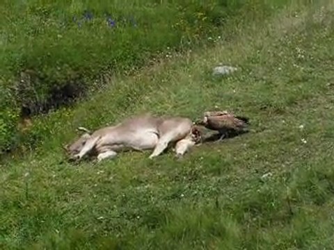 Gypaètes: Buffet à volonté dans les Pyrénées