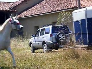 Arrivée Douchka + Poulains