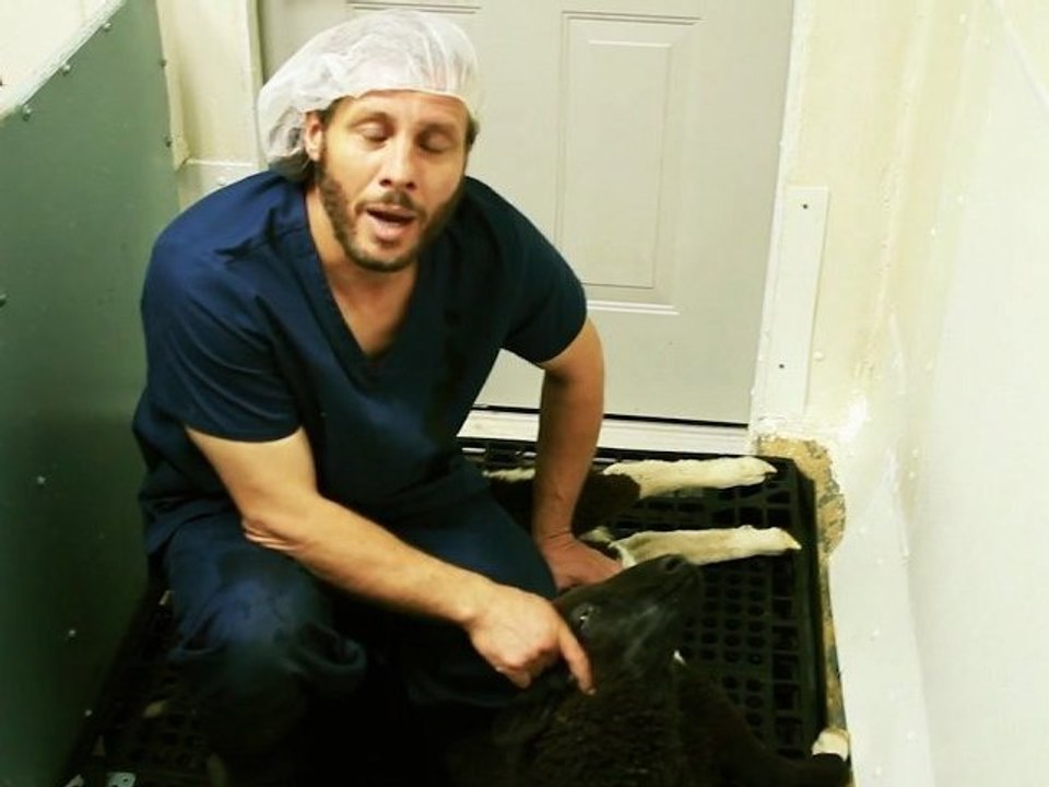 Mercy Halal Islamic Slaughter Part 2 - B