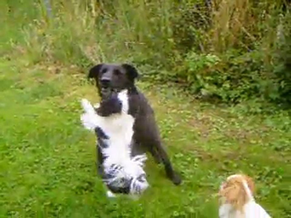 EGLANTINE et FELICIE ont décidé de participer au cours d'éducation de KYO leur grande copine !