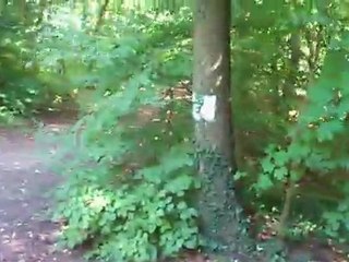 sous-bois