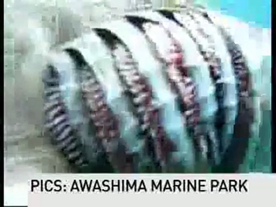 la création d'Allah Requin rare