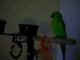 KIWI la perruche qui parle