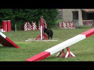 Fiérous Les Début Entrainement Agility 07/08/11