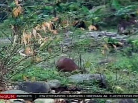 Colombia: Fumigaciones del gobierno acaban con cultivos