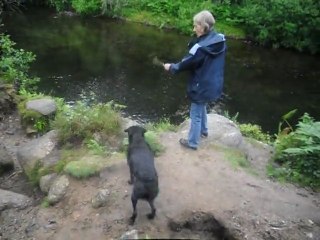 A DOG'S LIFE IN THE DART RIVER...