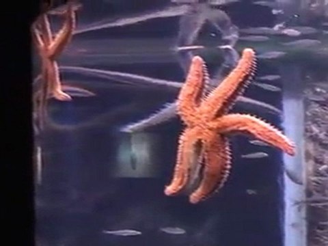 Anchoas en cautiverio: mejor solas que mal acompañadas