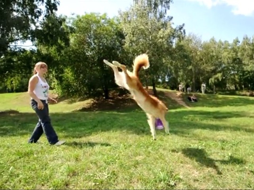 Russian "Dog Frisbee" championships