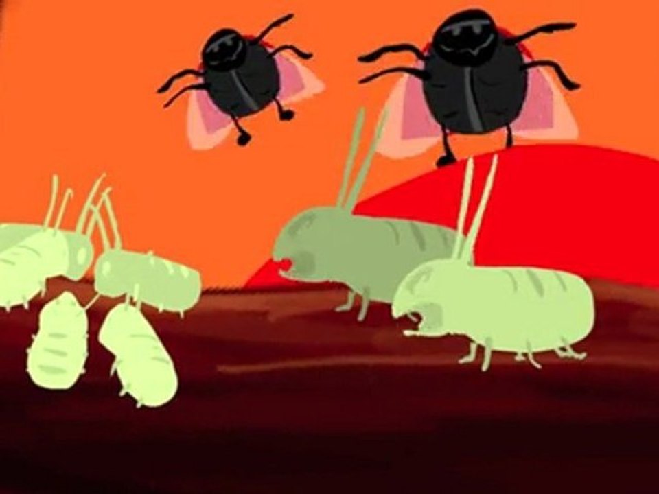 Coccinelle vs puceron