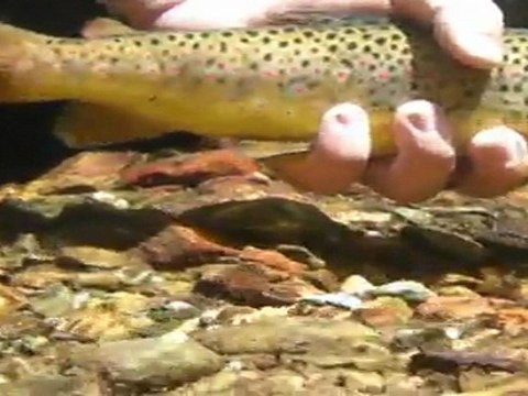 Truite pyrénées 2010