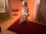 Eğitmen Bora Erbek Oyuncu Köpeği Dost Patiler Havaya