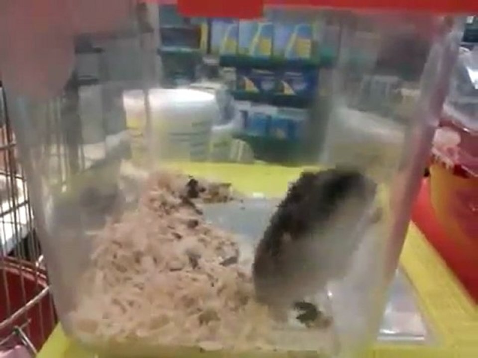 Hamster