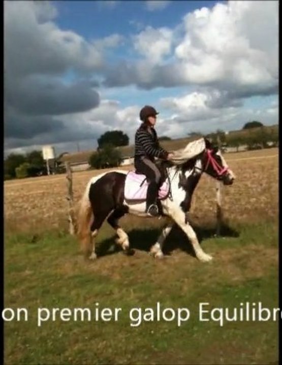 unique progres dressage et saut