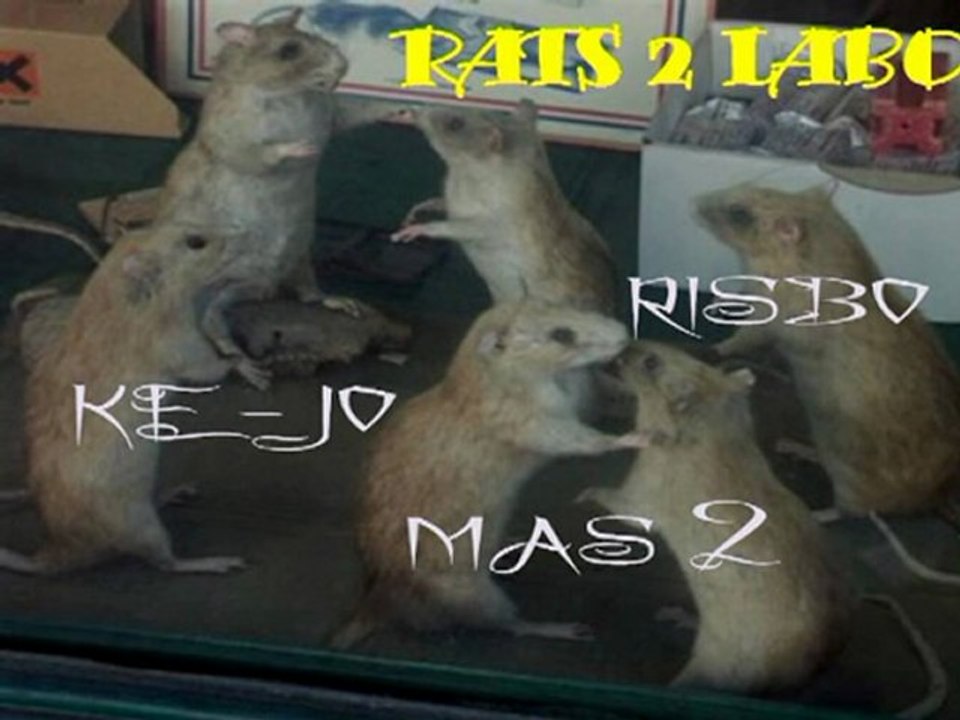 Rats de labo