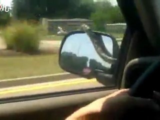 serpent-sur-capot-voiture