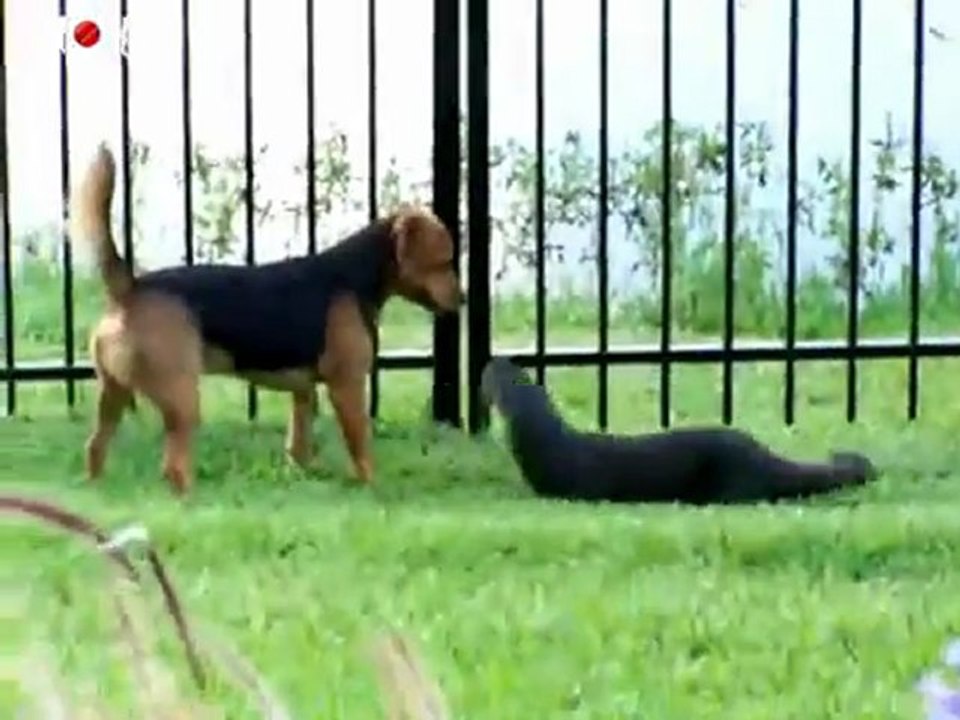 chien-joue-avec-loutre