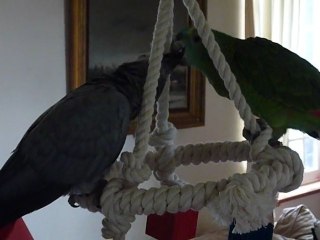 Loulette et Biscotte