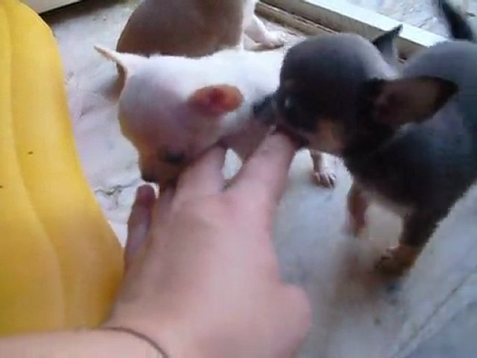 ELEVAGE DES PETITS AZTEQUES