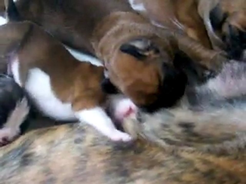 Le 'tit déj' des gloutons à 10 jours (CHEYENNE de SAINT QUINIS X UCELLO du DOLON / Portée des "G" 2011)