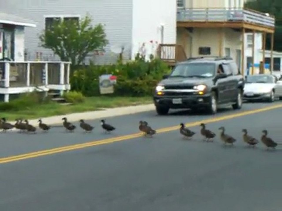 Ducks Hold Up Traffic