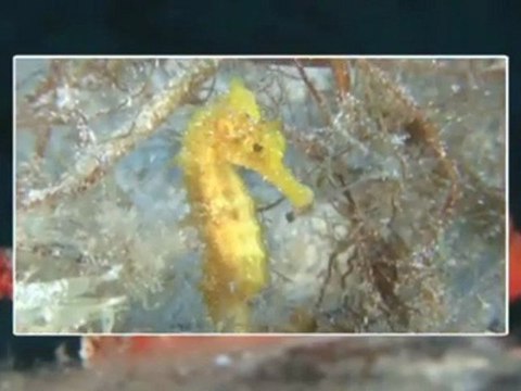 Le GPS sous l'eau, pour quoi faire ?